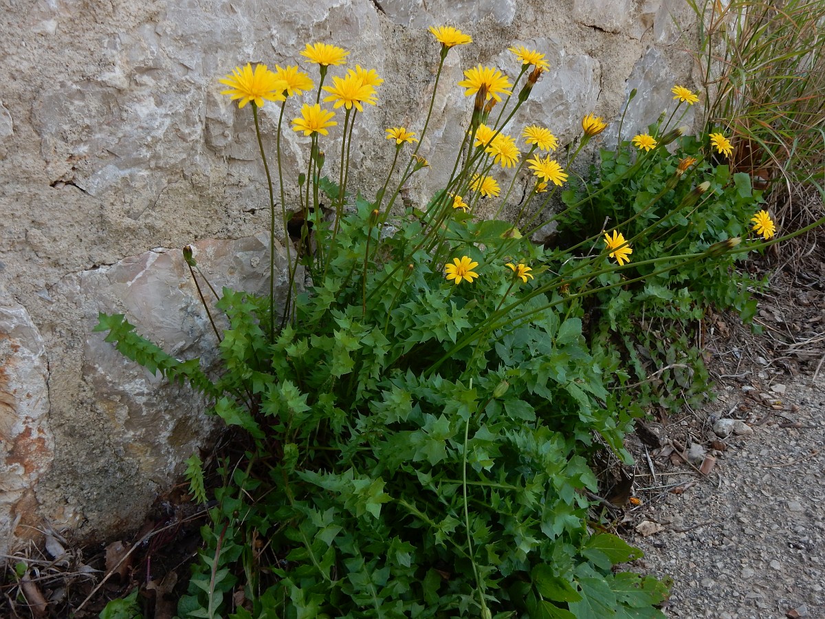 Hyoseris radiata